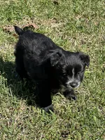 Ellie, a female Pomsky for sale in Greenville, MO – Photo 7 of 8