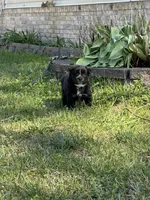 Ellie, a female Pomsky for sale in Greenville, MO – Photo 8 of 8