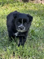 Ellie, a female Pomsky for sale in Greenville, MO – Photo 2 of 8