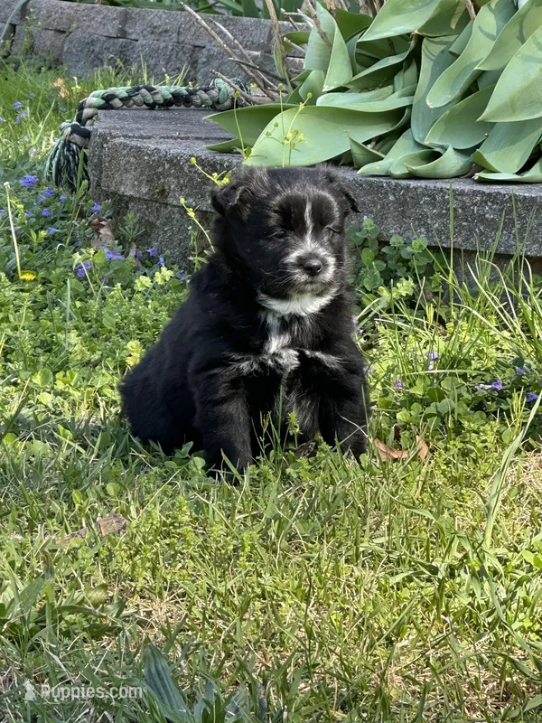 Ellie – Pomsky puppy for sale in Greenville, MO