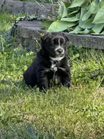 Ellie, a female Pomsky for sale in Greenville, MO – Photo 6 of 8