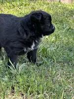 Ellie, a female Pomsky for sale in Greenville, MO – Photo 3 of 8