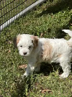 Peter, a male Cavapoo for sale in Greenville, MO – 3 of 5