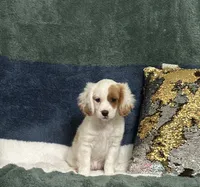 Patty, a female Cavapoo for sale in Greenville, MO – 9 of 9