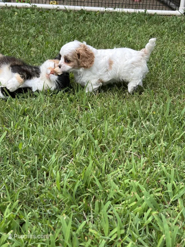 Teddy – Cavapoo puppy for sale in Greenville, MO