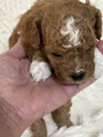 Donner, a male Bichon Frise and Cavapoo for sale in Greenville, MO – 2 of 6