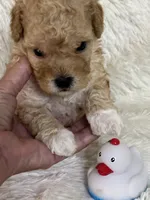 Denny, a male Bichon Frise and Cavapoo for sale in Greenville, MO – 3 of 6