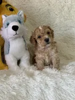 Lawson, a male Bichon Frise and Cavapoo for sale in Greenville, MO – Photo 4 of 8