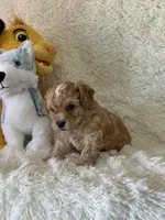 Lawson, a male Bichon Frise and Cavapoo for sale in Greenville, MO – Photo 7 of 8