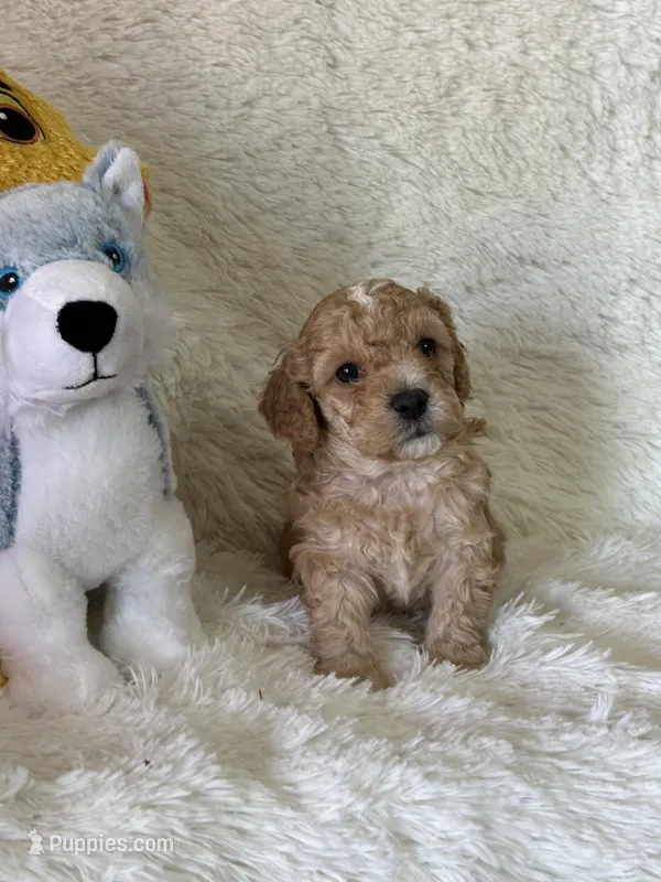 Lawson – Bichon Frise, Cavapoo puppy for sale in Greenville, MO