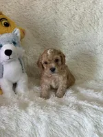 Lawson, a male Bichon Frise and Cavapoo for sale in Greenville, MO – Photo 2 of 8