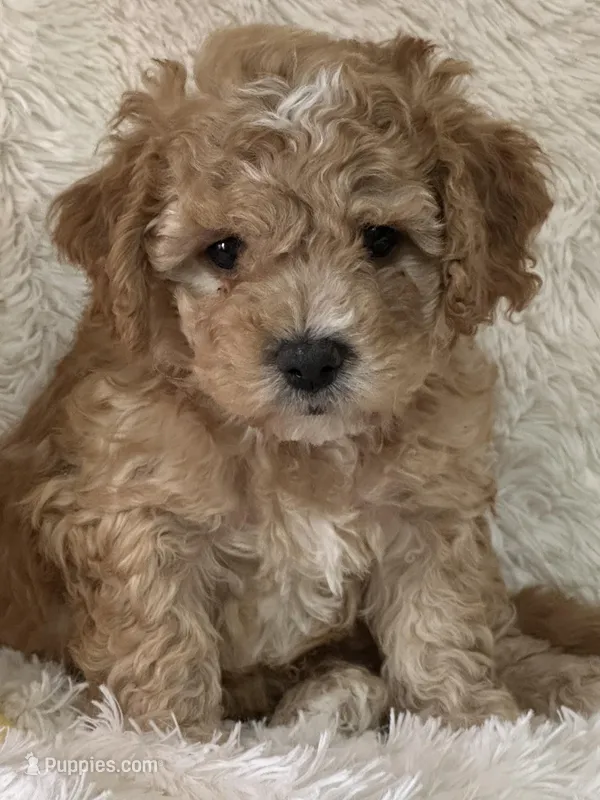 Lawson – Bichon Frise, Cavapoo puppy for sale in Greenville, MO