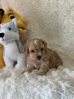 Lawson, a male Bichon Frise and Cavapoo for sale in Greenville, MO – Photo 8 of 8