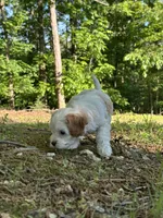 MIKE, a male Cavapoo for sale in Greenville, MO – 7 of 10
