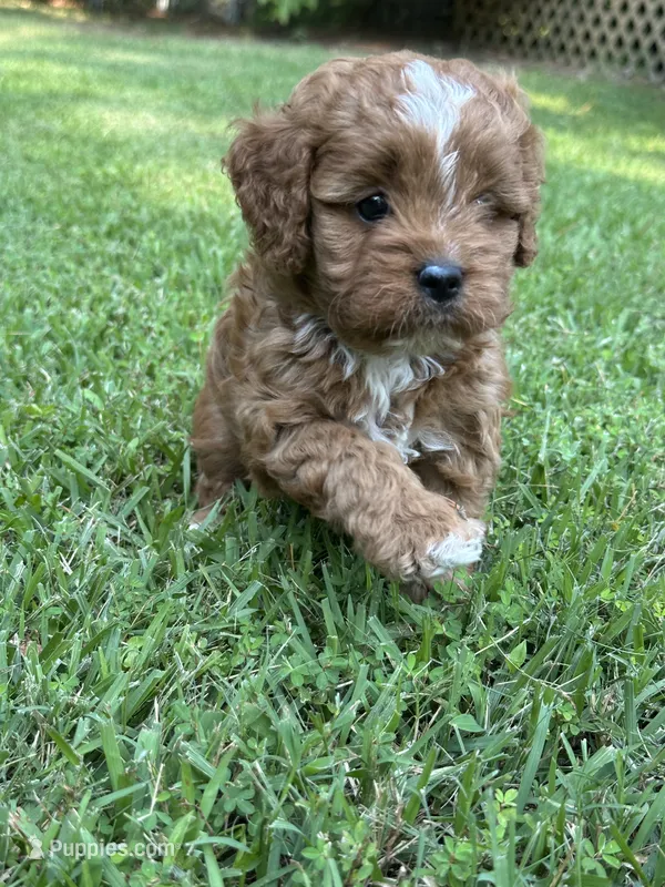 Harley – Cavapoo puppy for sale in Greenville, MO