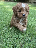 Harley, a male Cavapoo for sale in Greenville, MO – 1 of 6