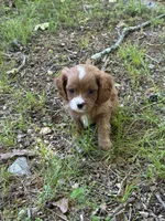 MILA, a female Cavapoo for sale in Greenville, MO – 5 of 9