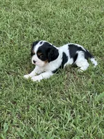Rocky, a male Cavalier King Charles Spaniel for sale in Greenville, MO – 6 of 9