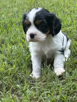 Rocky, a male Cavalier King Charles Spaniel for sale in Greenville, MO – 7 of 9