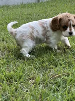 Remi, a male Cavalier King Charles Spaniel for sale in Greenville, MO – 7 of 9