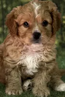 Oliver, a male Cavapoo for sale in Greenville, MO – Photo 2 of 7