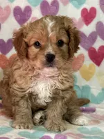 Oliver, a male Cavapoo for sale in Greenville, MO – Photo 1 of 7