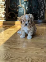 Oliver, a male Cavapoo for sale in Greenville, MO – Photo 5 of 7