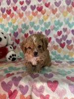 Oliver, a male Cavapoo for sale in Greenville, MO – Photo 7 of 7