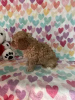 Oliver, a male Cavapoo for sale in Greenville, MO – Photo 6 of 7