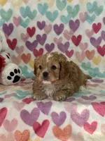 Oliver, a male Cavapoo for sale in Greenville, MO – Photo 3 of 7