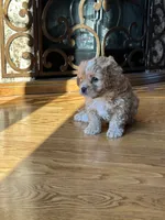 Oliver, a male Cavapoo for sale in Greenville, MO – Photo 4 of 7