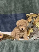 Teddy, a male Poodle - Miniature  for sale in Greenville, MO – 5 of 9