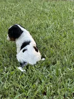 Rainie, a female Cavalier King Charles Spaniel for sale in Greenville, MO – 4 of 8