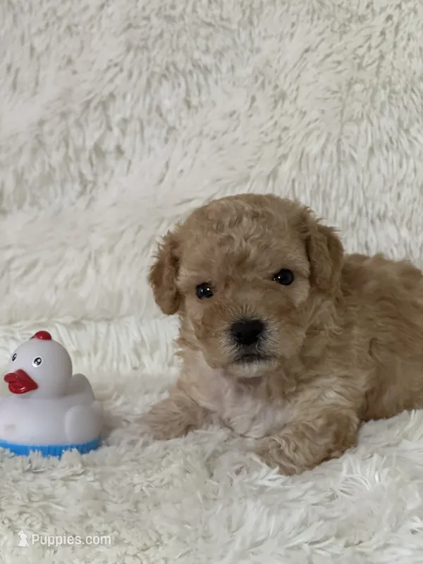 Denny – Bichon Frise, Cavapoo puppy for sale in Greenville, MO