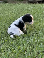 Rainie, a female Cavalier King Charles Spaniel for sale in Greenville, MO – 7 of 8