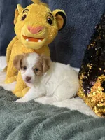Colby, a male Yorkipoo for sale in Greenville, MO – 2 of 9
