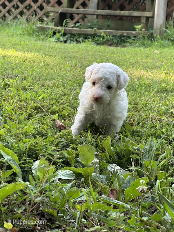 Sara Lee – Poodle - Miniature  puppy for sale in Greenville, MO