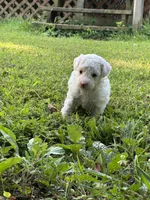 Sara Lee, a female Poodle - Miniature  for sale in Greenville, MO – 1 of 9