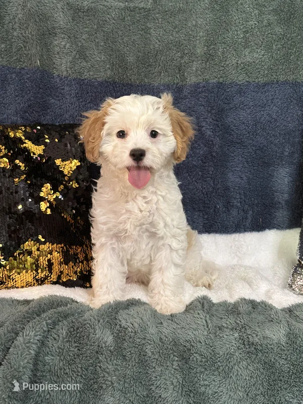 Pete – Cavapoo puppy for sale in Greenville, MO