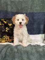 Pete, a male Cavapoo for sale in Greenville, MO – 1 of 2