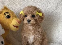 Jolie, a female Cavapoo for sale in Greenville, MO – Photo 1 of 2