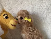 Jolie, a female Cavapoo for sale in Greenville, MO – Photo 2 of 2