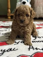 Sam, a male Poodle - Miniature  for sale in Greenville, MO – 4 of 4