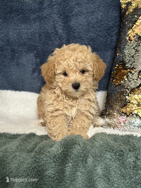 River – Poodle - Miniature  puppy for sale in Greenville, MO