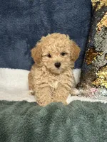 River, a male Poodle - Miniature  for sale in Greenville, MO – 1 of 3
