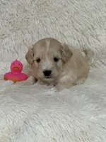 Dolly Rae, a female Bichon Frise and Cavapoo for sale in Greenville, MO – 1 of 7