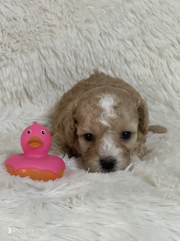 Darla Jo – Bichon Frise, Cavapoo puppy for sale in Greenville, MO