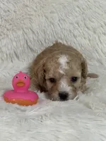Darla Jo, a female Bichon Frise and Cavapoo for sale in Greenville, MO – 1 of 4