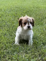 Remi, a male Cavalier King Charles Spaniel for sale in Greenville, MO – 4 of 9
