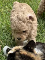 Casper, a male Poodle - Miniature  for sale in Greenville, MO – 7 of 9